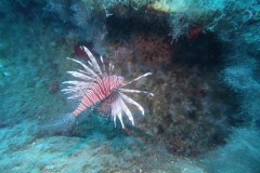 Lion Fish on Zenobia