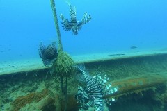 Lion Fish on Zenobia